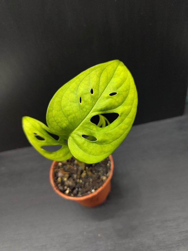 Monstera adansonii stekje 4, Ophalen, Overige soorten, Halfschaduw, Minder dan 100 cm