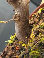 Pre bonsai Carpinus cascade, Overige soorten, Vaste plant, Ophalen of Verzenden, Bloeit niet