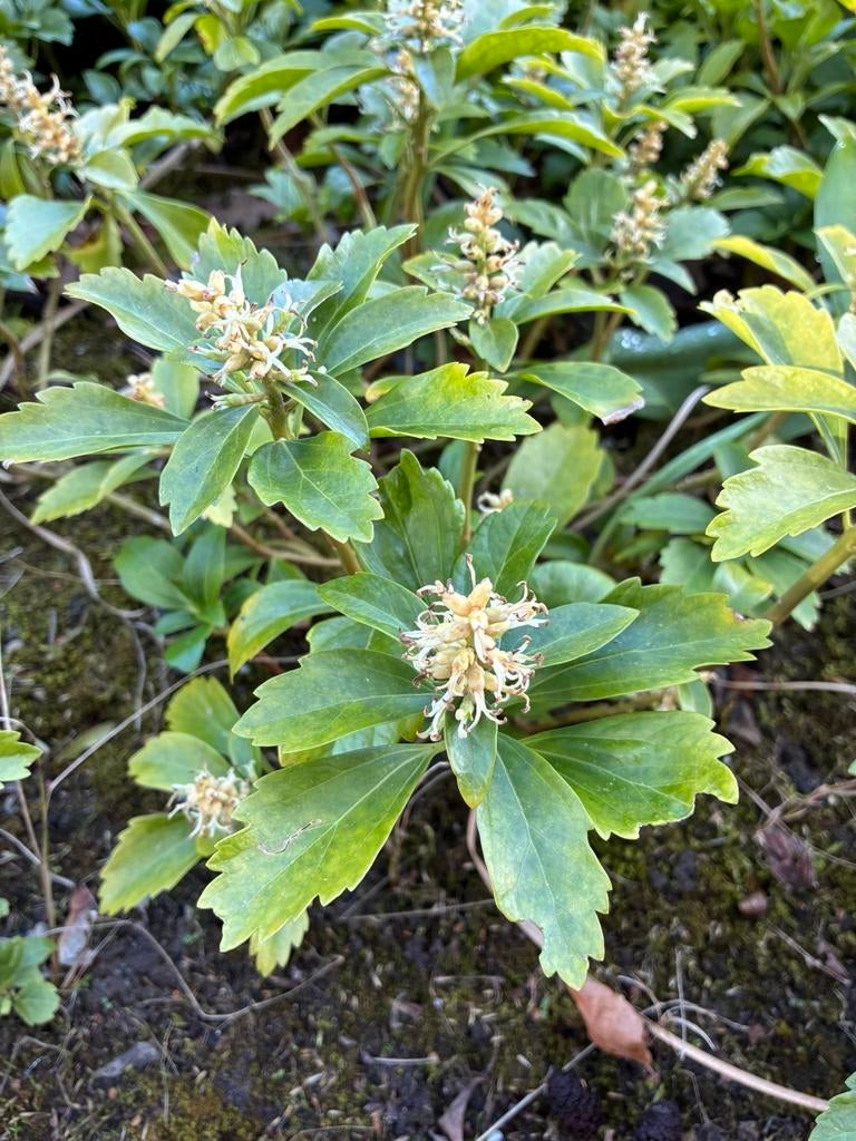 Pachysandra plant bodembedekking bodembedekker, Ophalen, Vaste plant, Bodembedekkers, Halfschaduw