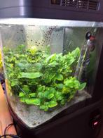 Sera led aquarium met in gebouwde filter en kast, Ophalen, Leeg aquarium