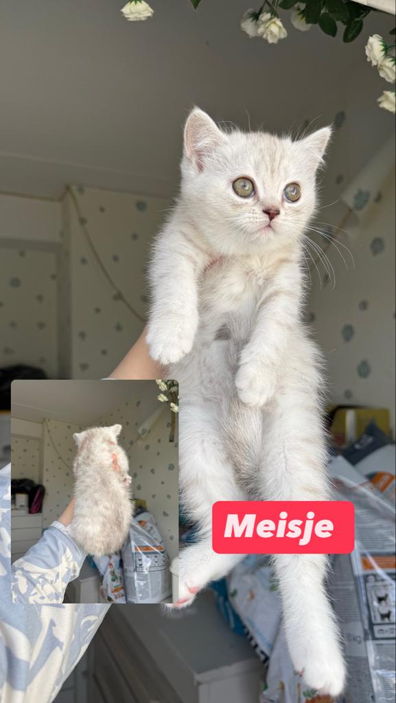 Kittens Britse kort/lang haar, Dieren en Toebehoren, Meerdere dieren, Langharig, 0 tot 2 jaar