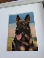 DUITSE HERDERS HOND, Ophalen of Verzenden, Voor 1920, Overige thema's