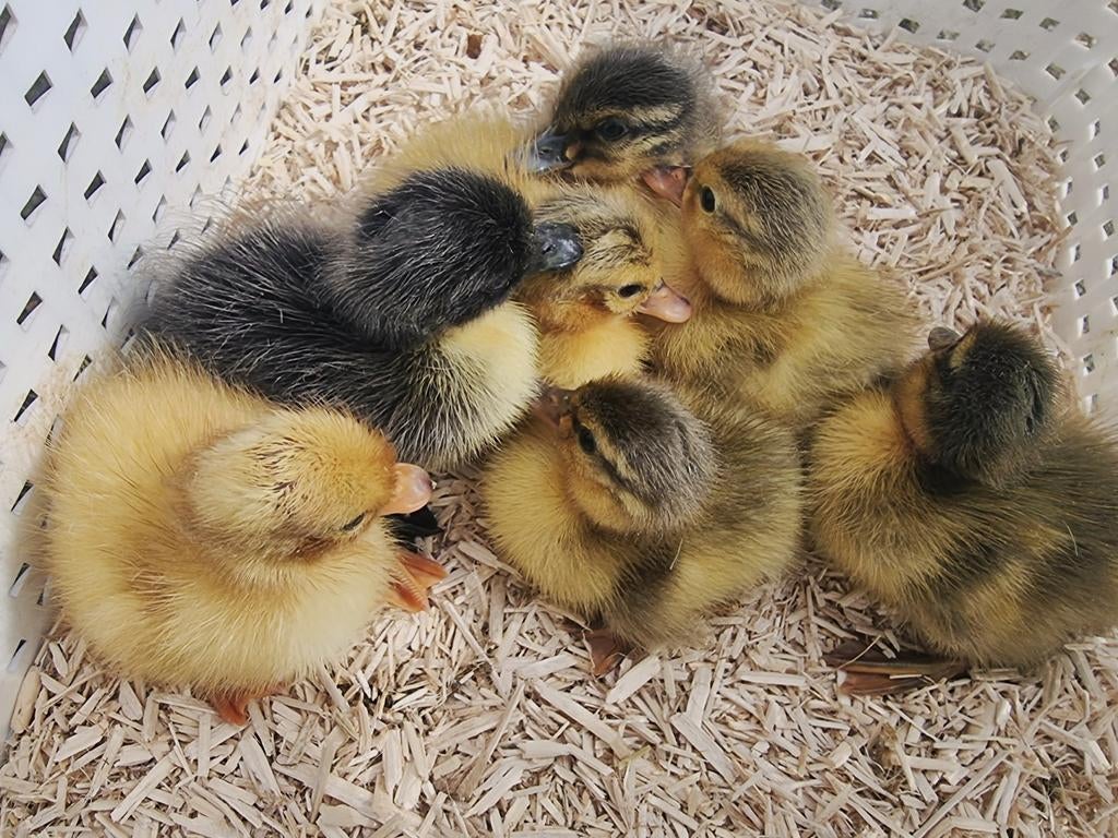 Jonge Hollandse kwakers verschillende kleuren, Dieren en Toebehoren, Pluimvee, Meerdere dieren, Eend