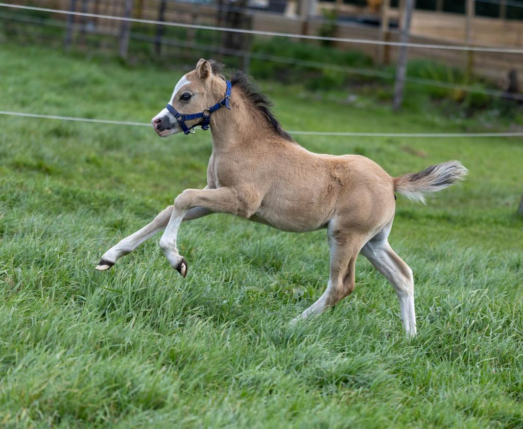 Verschillende ponys te koop, Hengst, A pony (tot 1.17m), 0 tot 2 jaar
