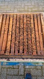 Bijenvolk op 7 ramen volk1, Dieren en Toebehoren, Insecten en Spinnen, Bijen