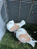 Te koop  geel kruis oud Hollandse meeuwen, Meerdere dieren, Overige soorten