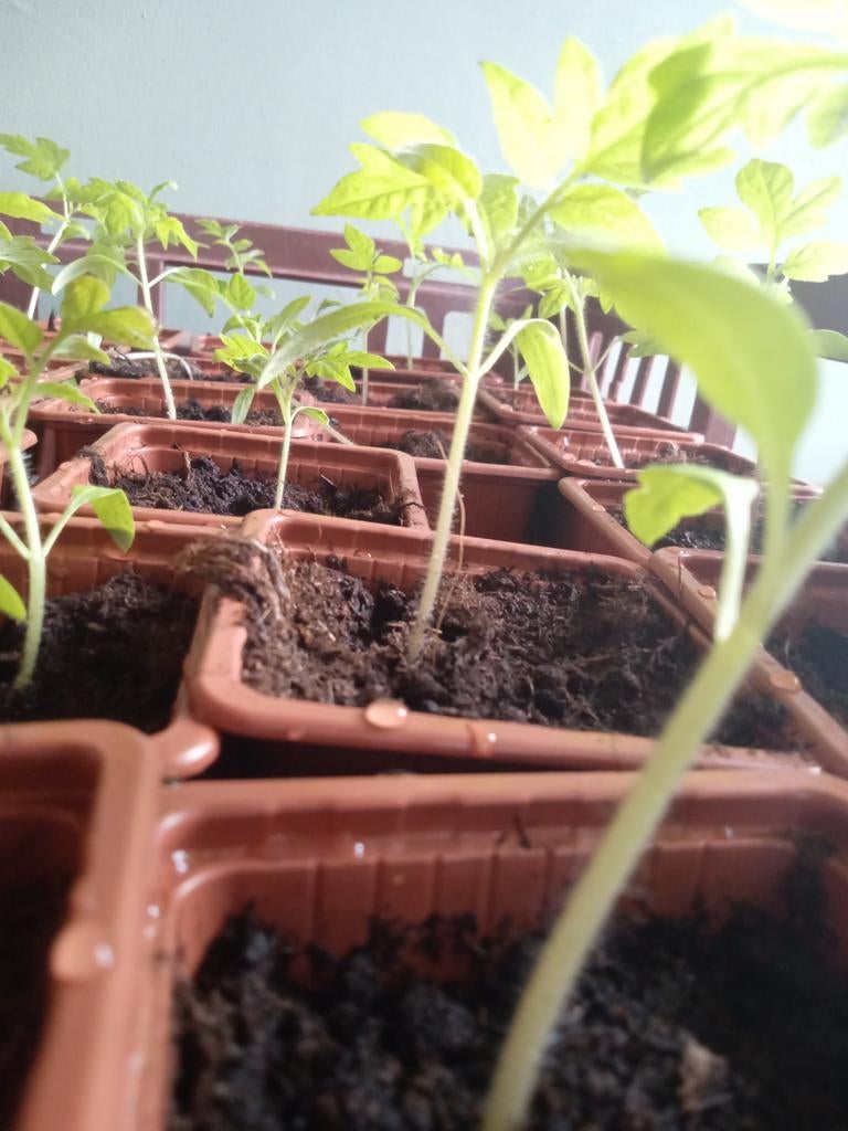 Roma/Pomodoro tomaten planten, Ophalen, Eenjarig, Groenteplanten, Volle zon