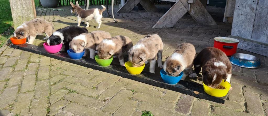 Border collie pups, Dieren en Toebehoren, Parvo, 8 tot 15 weken, Meerdere, Meerdere dieren