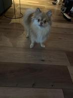 Pomeriaan, 1 tot 2 jaar, Teef, Parvo, Eén hond