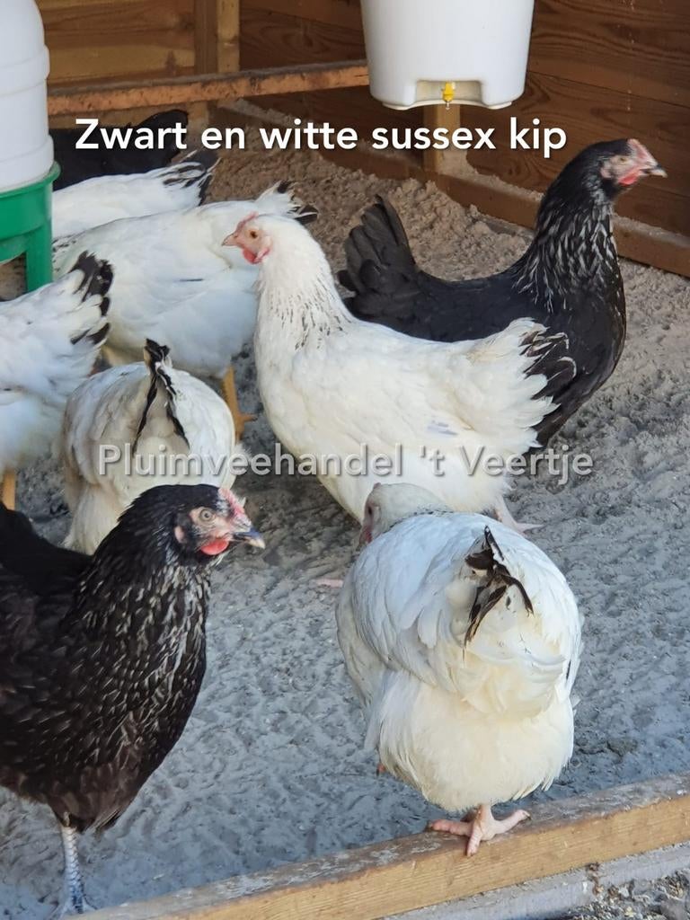 Jonge legkippen leghennen kippen araucana sussex koekoek, Vrouwelijk, Kip