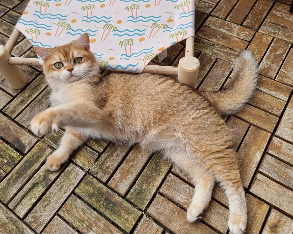 Brits/Britse korthaar  meisje met stamboom, Dieren en Toebehoren, Katten en Kittens | Raskatten | Langhaar, Poes, Met stamboom