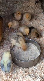 Prachtige kuikens Chabo/Japanse kriel, Geslacht onbekend, Kip