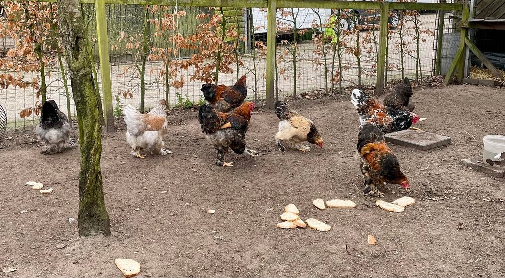 Brahma’s, Dieren en Toebehoren, Meerdere dieren, Kip