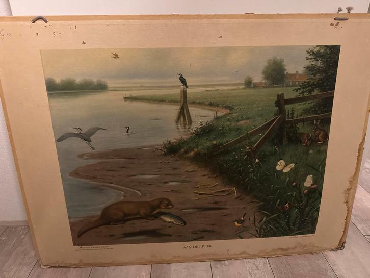 Oude Antieke Schoolplaat, Antiek en Kunst, Antiek | Schoolplaten, Natuur en Biologie, Ophalen