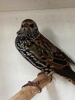 Prachtig koppel Europese Spreeuwen, Dieren en Toebehoren, Vogels | Overige Vogels, Meerdere dieren, Wildzangvogel, Geringd