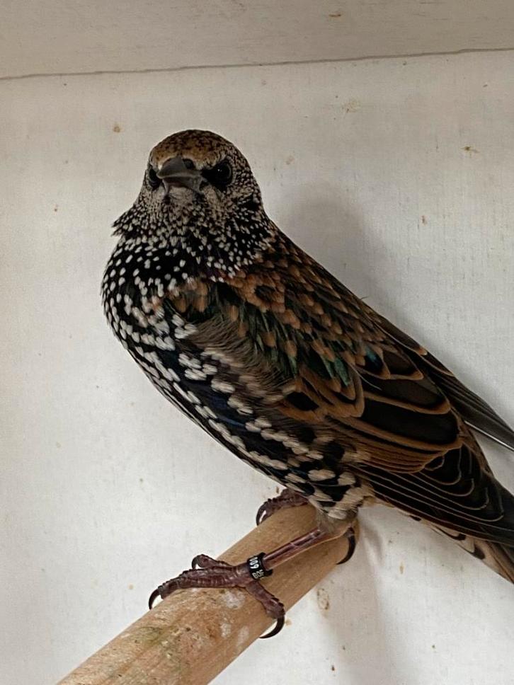 Prachtig koppel Europese Spreeuwen, Dieren en Toebehoren, Vogels | Overige Vogels, Wildzangvogel, Meerdere dieren, Geringd