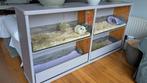 Caviaflat van massief hout en plexiglas , cavia hok, Dieren en Toebehoren, Knaagdieren en Konijnen | Hokken en Kooien, Minder dan 60 cm