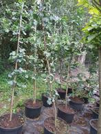 Gingko biloba in pot, In pot, Overige soorten, Volle zon, Ophalen