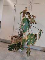 Gratis monstera op zoek naar wat liefde, Huis en Inrichting, Kamerplanten, Ophalen, Overige soorten, Halfschaduw, 100 tot 150 cm