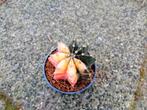 Gymnocalyclum mihanovichii variegata, Ophalen of Verzenden, Overige soorten, Minder dan 100 cm