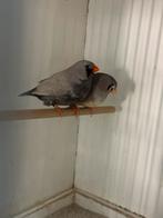 Charcoal zebravinken, Dieren en Toebehoren, Vogels | Overige Vogels, Meerdere dieren, Tropenvogel