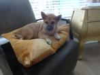 te koop : Shiba-inu pup, Dieren en Toebehoren, België, Particulier, Rabiës (hondsdolheid), 8 tot 15 weken