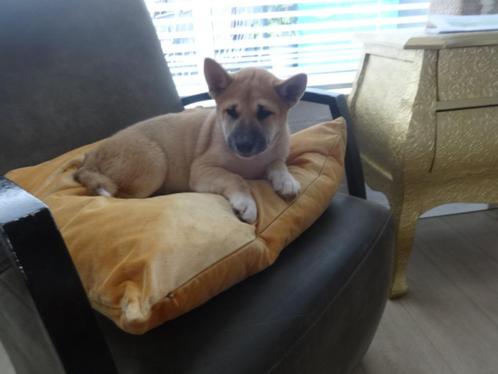 te koop : Shiba-inu pup, Dieren en Toebehoren, Honden | Poolhonden, Keeshonden en Oertypen, Reu, Overige rassen, Particulier, Eén hond