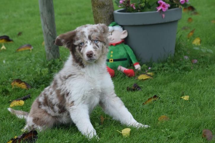 Border collie pups, Dieren en Toebehoren, Honden | Herdershonden en Veedrijvers, Meerdere dieren, Collie, Fokker | Professioneel