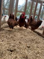 Leghorn rood hennen, Dieren en Toebehoren, Pluimvee, Vrouwelijk, Kip