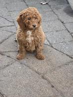 Prachtige labradoodle pups, Overige rassen, CDV (hondenziekte), 8 tot 15 weken, Meerdere