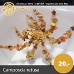 krab, Vis, Zoutwatervis