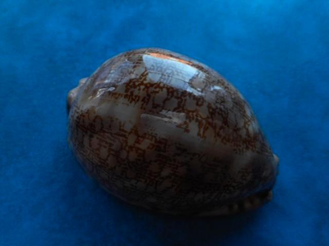 Schelpen: Cypraeidae (diversen), Verzamelen, Mineralen en Fossielen, Schelp(en), Verzenden