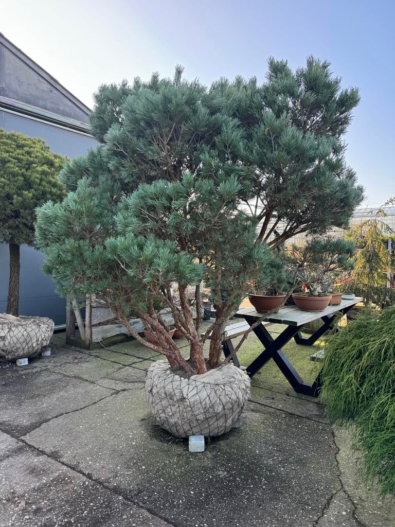 Unieke Meerstammige Pinus Sylvestris 'Watereri' 45 jaar, Tuin en Terras, Planten | Bomen, Overige soorten, 250 tot 400 cm, Volle zon