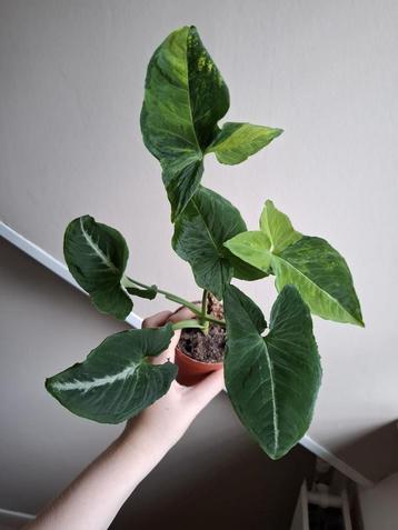 Syngonium Scrambled Eggs beschikbaar voor biedingen
