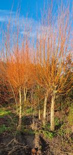 Diversen maten bomen  wilgen tekoop, Ophalen, Overige soorten, Volle zon