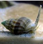 Zandslakken zee aquarium, Dieren en Toebehoren, Vissen | Aquariumvissen, Slak of Weekdier