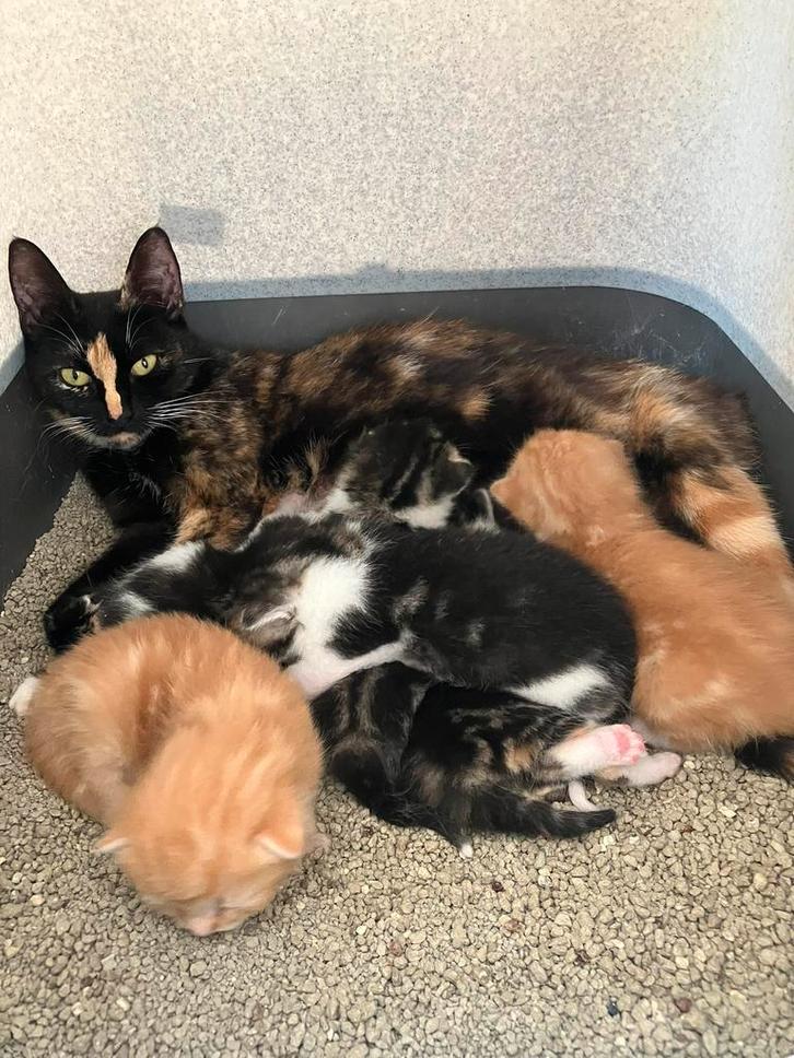 Boerderij kittens te koop! Nog 2 beschikbaar!, Dieren en Toebehoren, Katten en Kittens | Overige Katten, Kortharig, Meerdere dieren