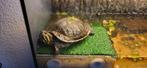 Schildpad, Dieren en Toebehoren, Schildpad, Met terrarium, 3 tot 6 jaar