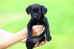prachtige pups borador/friese stabij te koop, Overige rassen, 8 tot 15 weken, CDV (hondenziekte), Meerdere