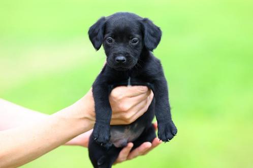 prachtige pups borador/friese stabij te koop, Dieren en Toebehoren, Honden | Retrievers, Spaniëls en Waterhonden, Meerdere dieren