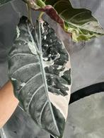 Alocasia chantrieri "pink" albo, Ophalen of Verzenden, Halfschaduw, Minder dan 100 cm