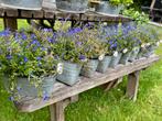 Zinken bakjes - bloempot met Delftsblauwe handvatten 13 st., Ophalen, Gebruikt, Metaal, Rechthoekig