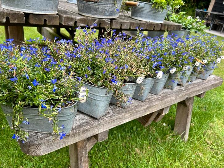 Zinken bakjes - bloempot met Delftsblauwe handvatten 13 st., Tuin en Terras, Bloempotten, Gebruikt, Metaal, Minder dan 40 cm, Minder dan 25 cm