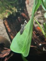 Ancistrus longfin pleco, Dieren en Toebehoren, Vis