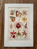 Lithograph print orchideeën 2, Verzenden
