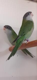 Ayamara parkiet, Dieren en Toebehoren, Mannelijk, Parkiet, Geringd