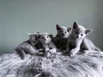 Blauwe rus kitten, Meerdere dieren, Gechipt, 0 tot 2 jaar