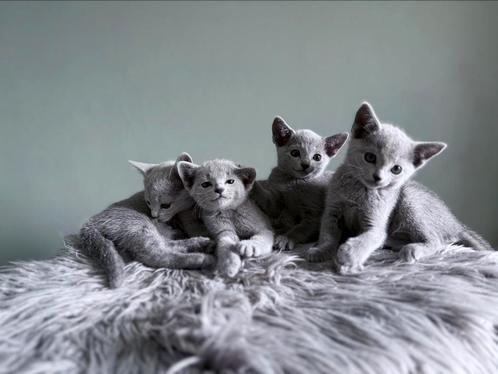Blauwe rus kitten, Dieren en Toebehoren, Katten en Kittens | Raskatten | Korthaar, Meerdere dieren, 0 tot 2 jaar, Met stamboom