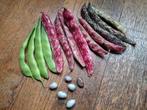 Uit de biologische moestuin: Stokbonen en bruine bonen, zade, Ophalen of Verzenden, Voorjaar, Volle zon, Zaad