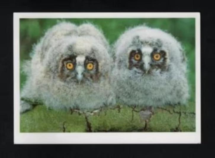 Ransuilen Uilskuikens Rysterbosk Rijs Gaasterland., Verzamelen, Ansichtkaarten | Dieren, Ongelopen, 1980 tot heden, Vogel, Ophalen of Verzenden